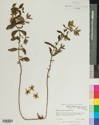 Hypericum graveolens image