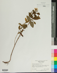 Hypericum graveolens image