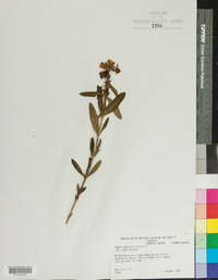 Hypericum prolificum image