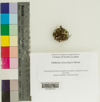 Image of Cladonia ochrochlora
