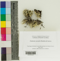 Cladonia uncialis image