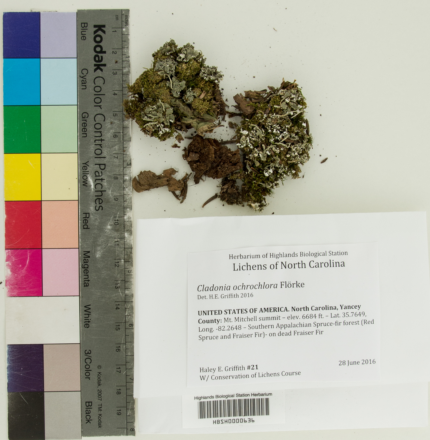 Cladonia ochrochlora image