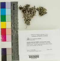 Image of Cladonia squamosa