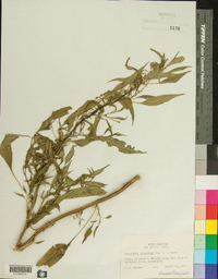 Amaranthus cannabinus image