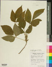 Toxicodendron radicans subsp. radicans image