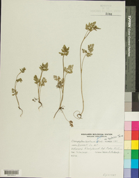 Chaerophyllum tainturieri var. tainturieri image