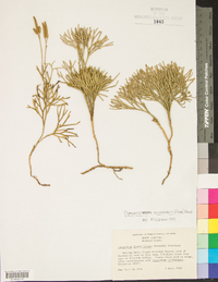 Diphasiastrum tristachyum image