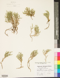 Selaginella tortipila image