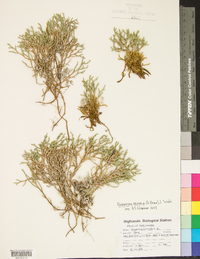 Selaginella tortipila image