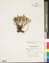 Selaginella tortipila image