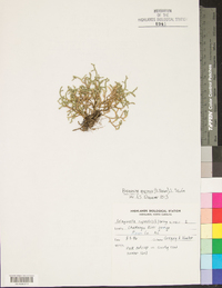 Selaginella rupestris image