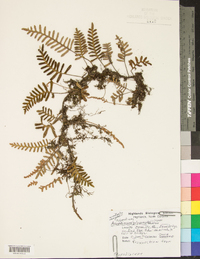 Polypodium polypodioides image