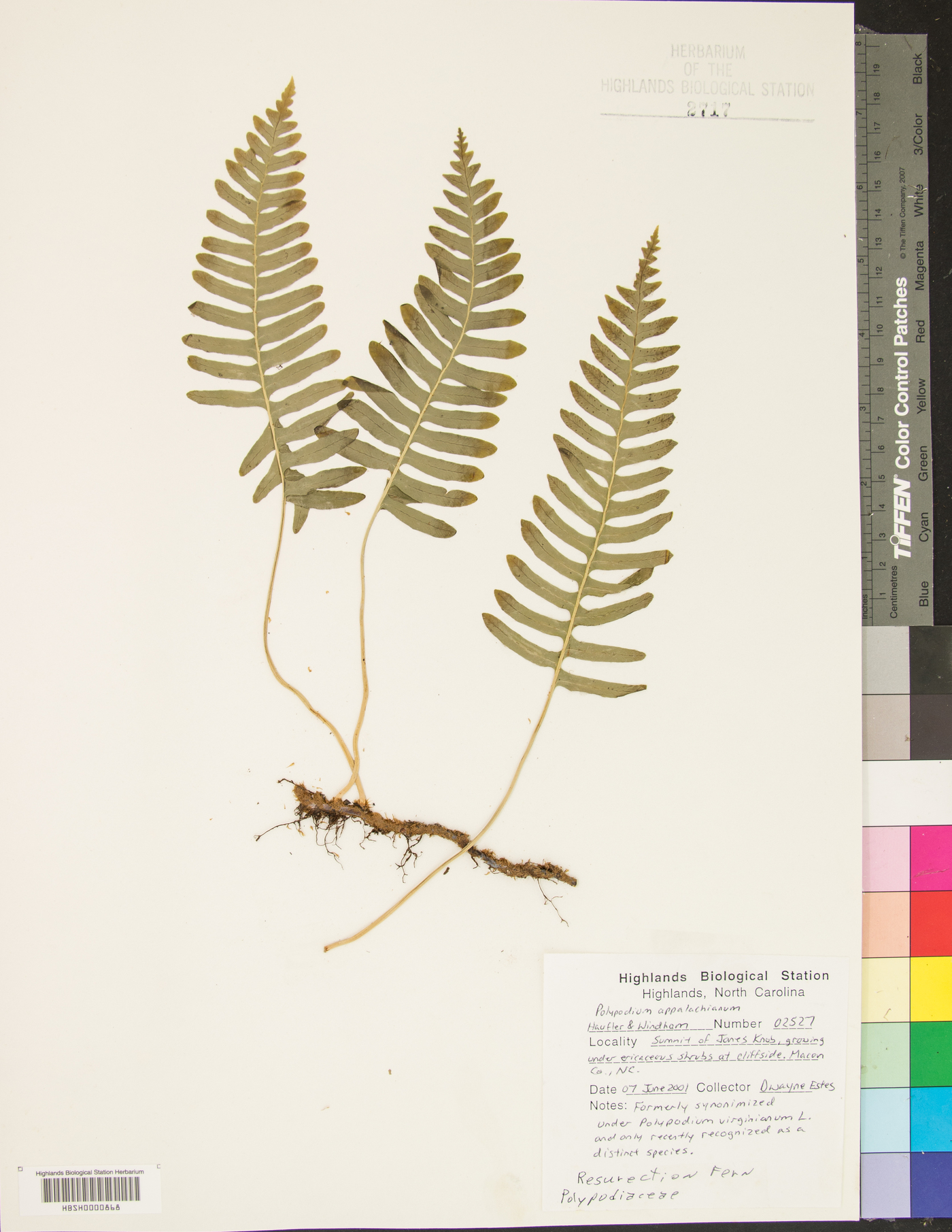 Polypodium appalachianum image