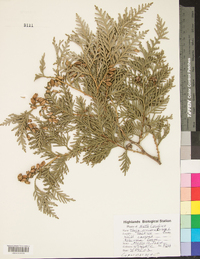 Thuja occidentalis image