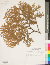 Thuja occidentalis image