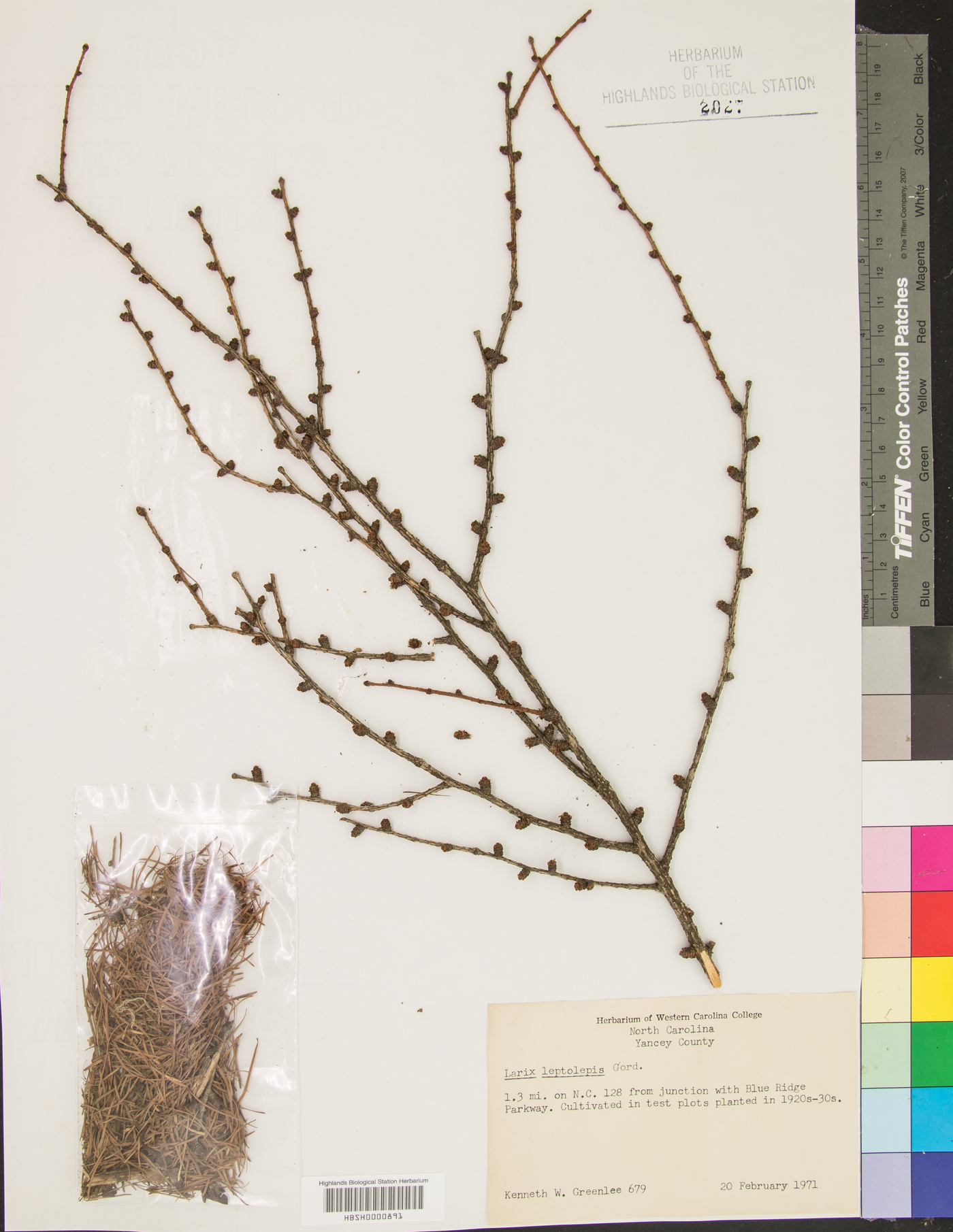 Larix leptolepis image