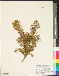 Taxus canadensis image