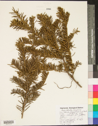 Taxus canadensis image