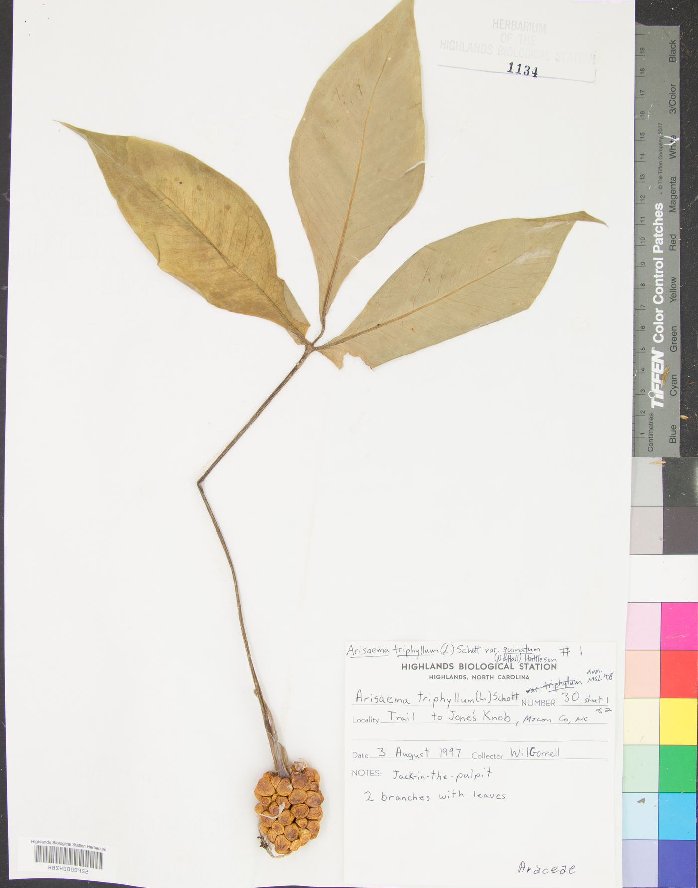 Arisaema triphyllum subsp. quinatum image