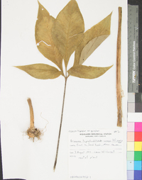 Arisaema triphyllum subsp. quinatum image