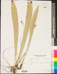 Carex fraseriana image