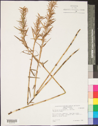 Carex fraseriana image