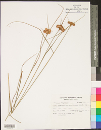 Eriophorum virginicum image