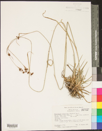Rhynchospora globularis image