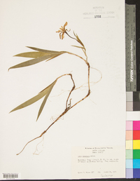 Iris cristata image