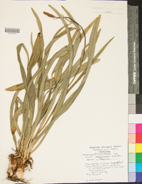 Amianthium muscitoxicum image