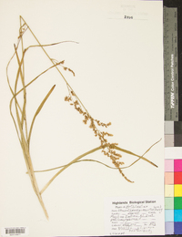 Stenanthium gramineum image