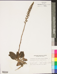 Goodyera pubescens image