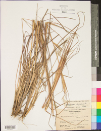 Andropogon elliottii image