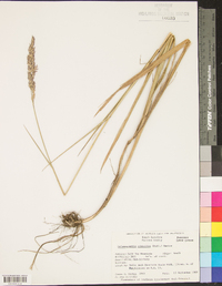 Calamagrostis cinnoides image