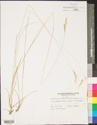 Danthonia sericea image