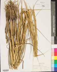 Spartina alterniflora image