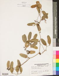 Smilax auriculata image