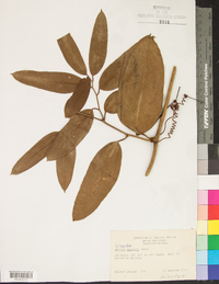 Smilax laurifolia image