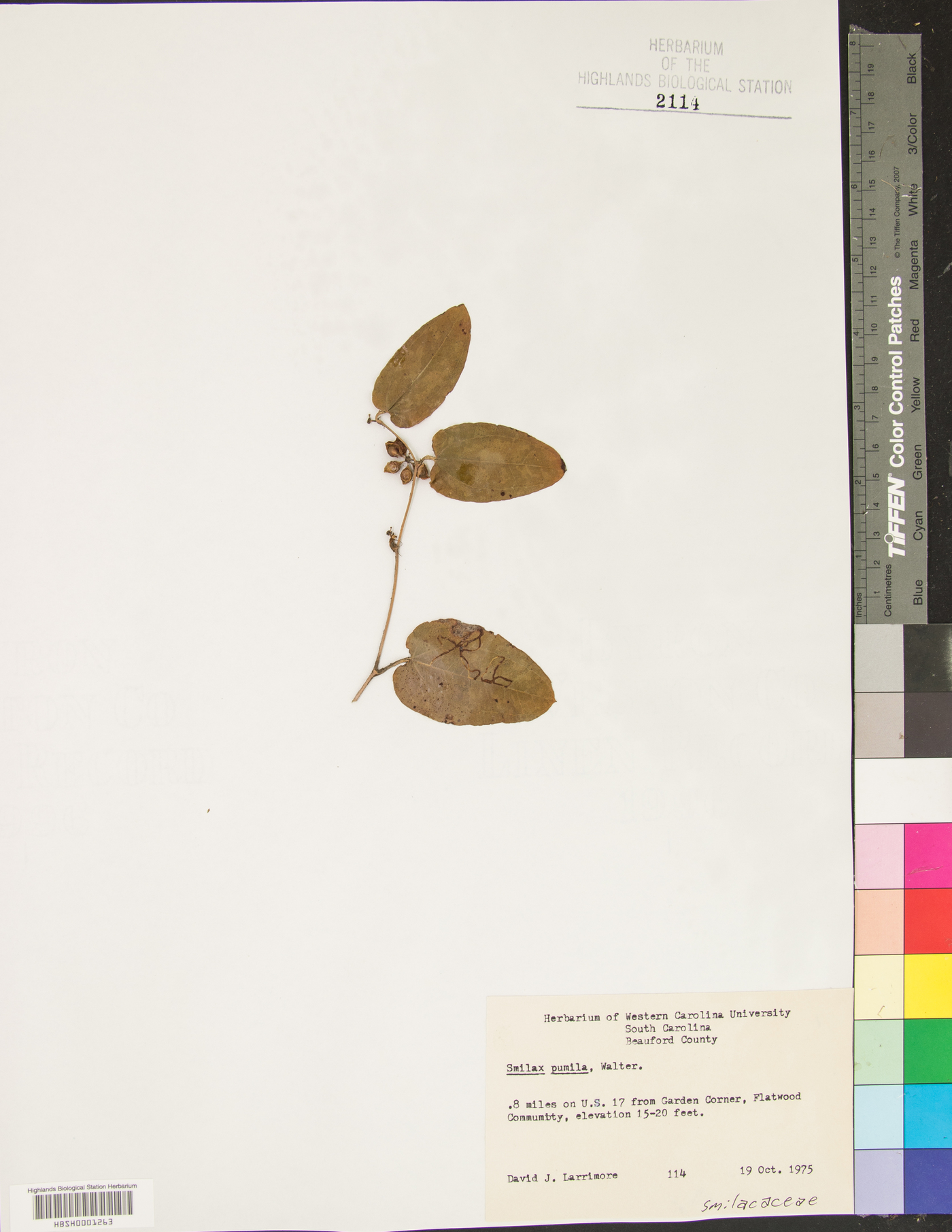 Smilax pumila image