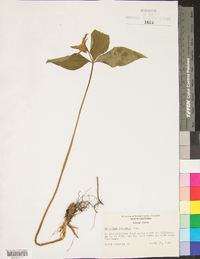 Trillium catesbaei image