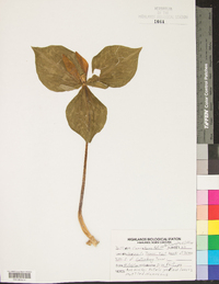 Trillium cuneatum var. luteum image