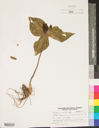 Trillium cuneatum image