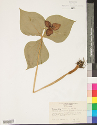 Trillium vaseyi image