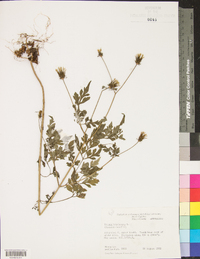 Bidens bipinnata image