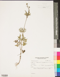 Bidens bipinnata image