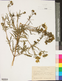 Bidens polylepis image