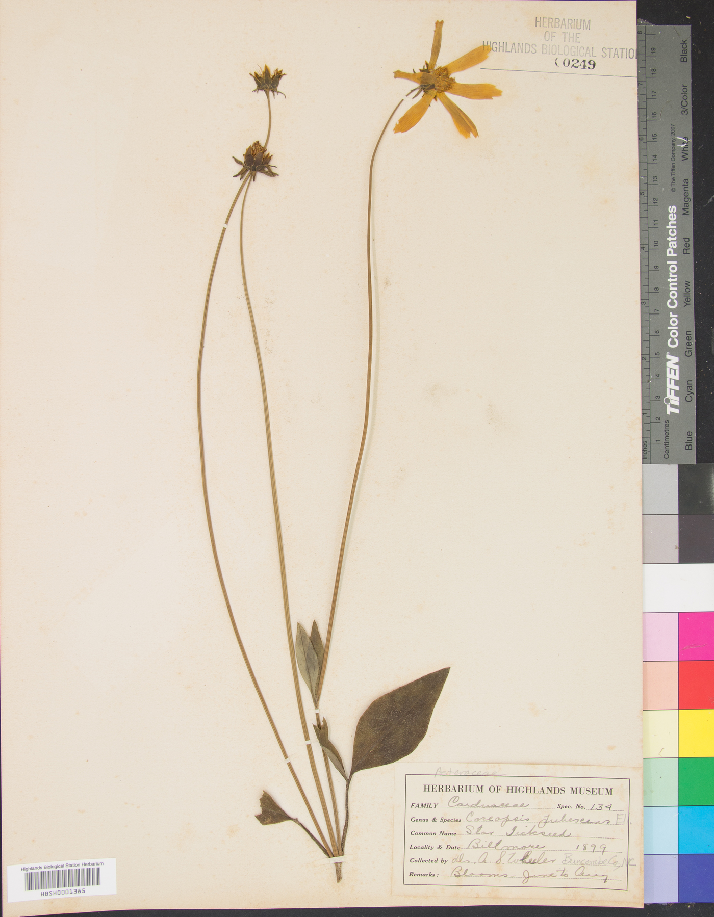 Coreopsis guanajuatensis image