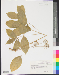 Aralia nudicaulis image