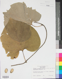 Aristolochia macrophylla image