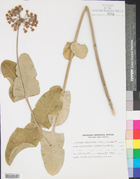 Asclepias amplexicaulis image